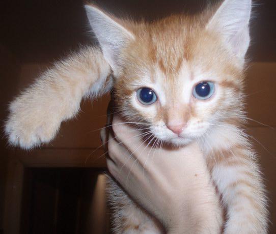 Фото В снегу и за рулем: в Новосибирске опубликовано свыше 50 фото милых питомцев к Дню кошек 38 - Сиб.ФМ Фото В снегу и за рулем: в Новосибирске опубликовано свыше 50 фото милых питомцев к Дню кошек 38